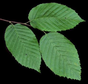 Ironwood leaves