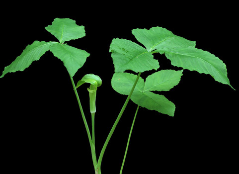 Jack-in-the-pulpit