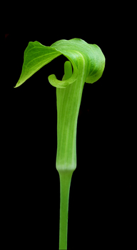 Jack-in-the-pulpit flower