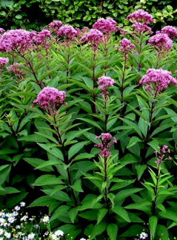 Sweet Joe-pye Weed