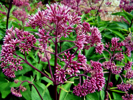 Sweet Joe-pye Weed