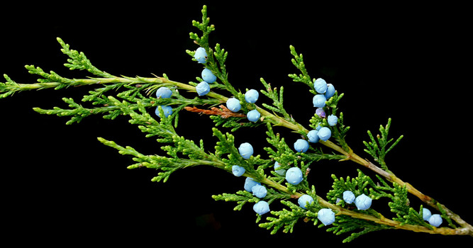 Female juniper