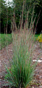 Little Bluestem