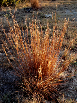 Little Bluestem