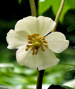 Mayapple flower