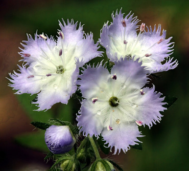 Fringed phacelia flowers
