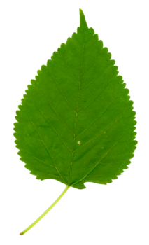 Mulberry leaf - first