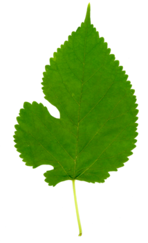 Mulberry leaf - second