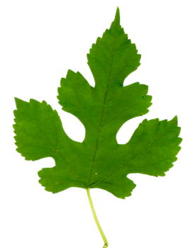 Mulberry leaf - third