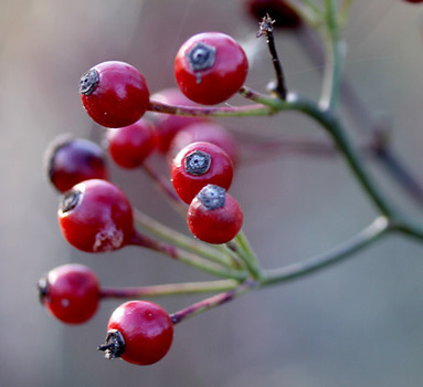 Multiflora rose fruit