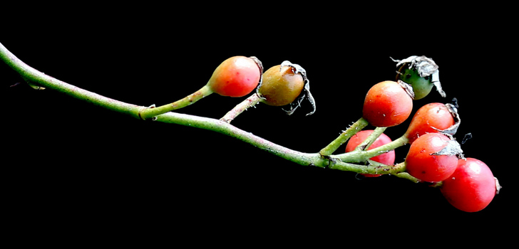 Sideview of Multiflora rose fruit