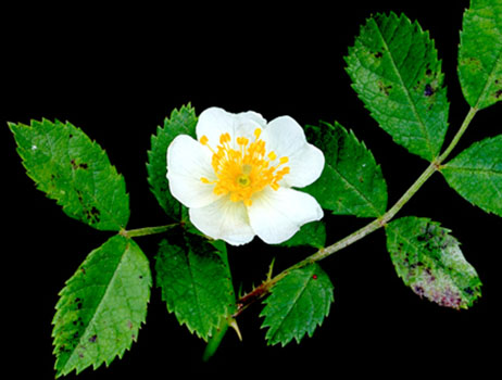 Multiflora rose flower