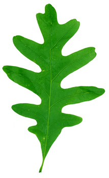 White oak leaf
