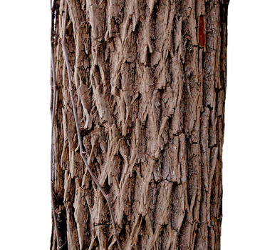 Osage orange bark