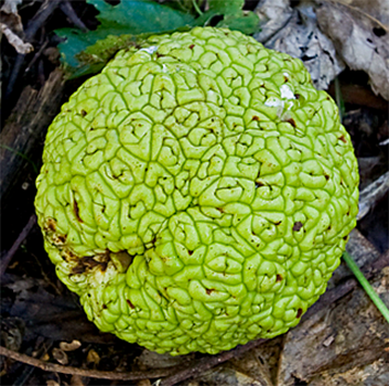 Osage orange fruit