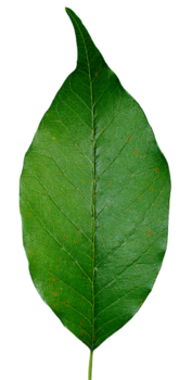 Osage orange leaf