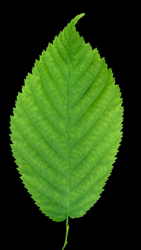 Hop hornbeam leaf