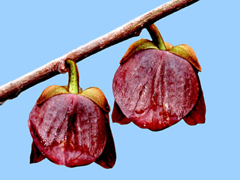 Pawpaw flowers