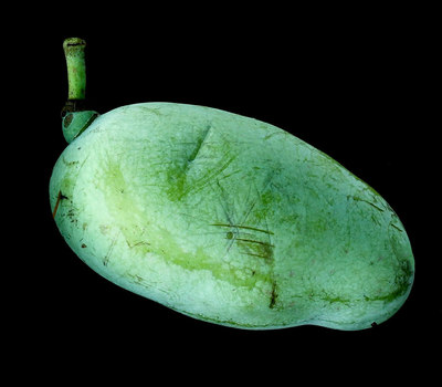 Pawpaw fruit