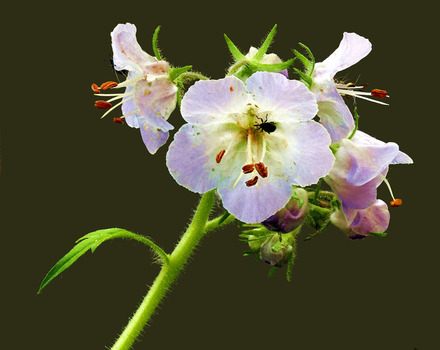 Phacelia plant - first