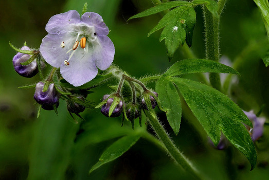 Phacelia plant - first