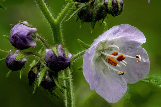 Phacelia plant - third