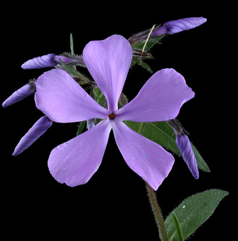 Phlox plant - first