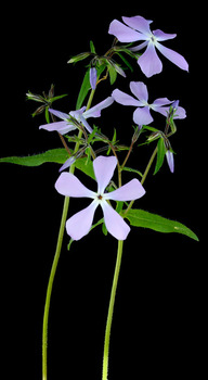 Phlox plant - second