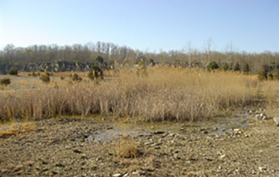 Patch of Phragmites