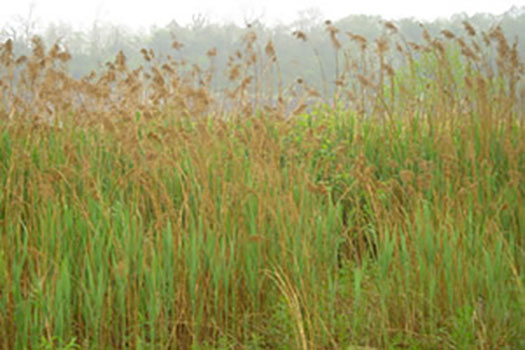 Phragmites australis