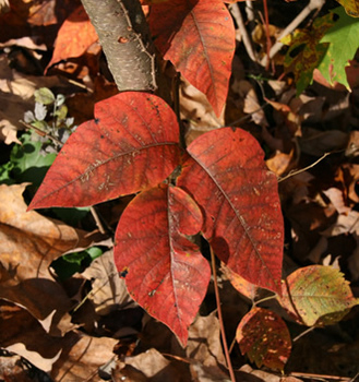 Poison ivy leaves turn bright red during autumn