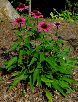 Purple Coneflower