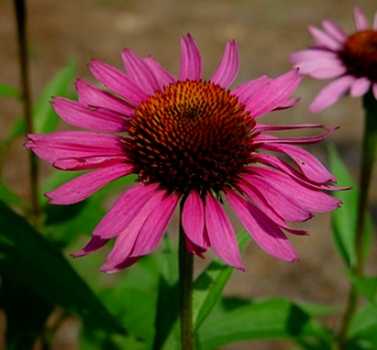 Purple Coneflower