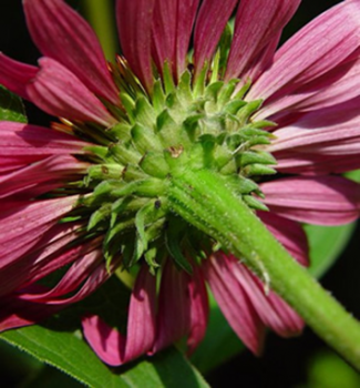 Purple Coneflower