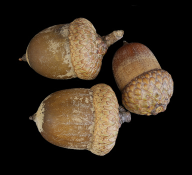 Red oak acorns