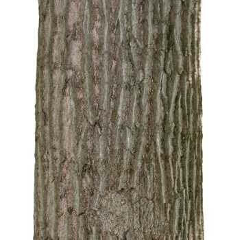 Red oak bark