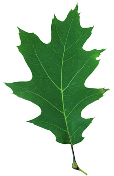 Red oak leaf