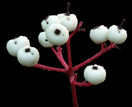 Fruit