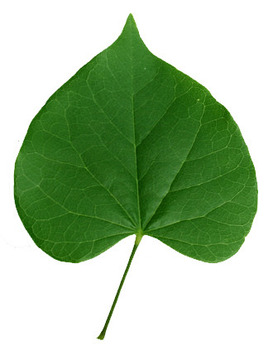 Redbud leaf