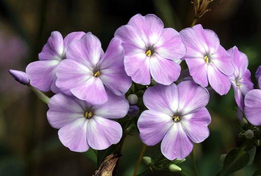 Saponaria plant