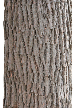 Sassafras bark