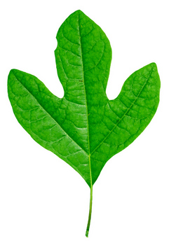 Sassafras leaf