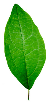 Sassafras leaf