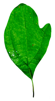 Sassafras leaf