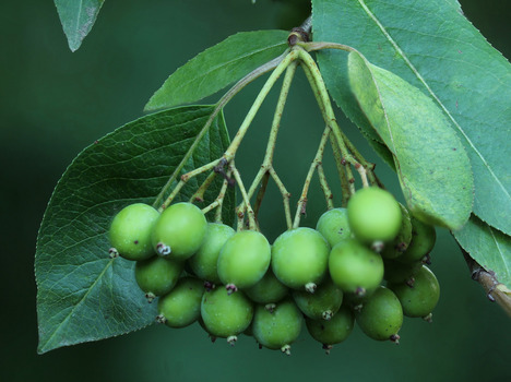 Serviceberry fruit