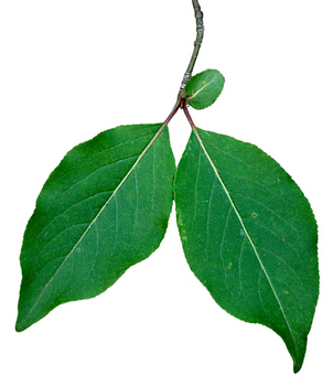 Serviceberry leaves