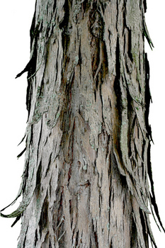 Shagbark hickory bark