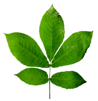 Shagbark hickory leaf
