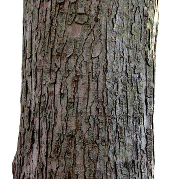Silver maple bark