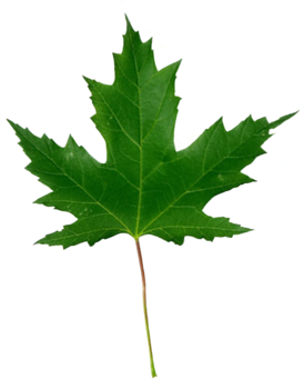 Silver maple leaf